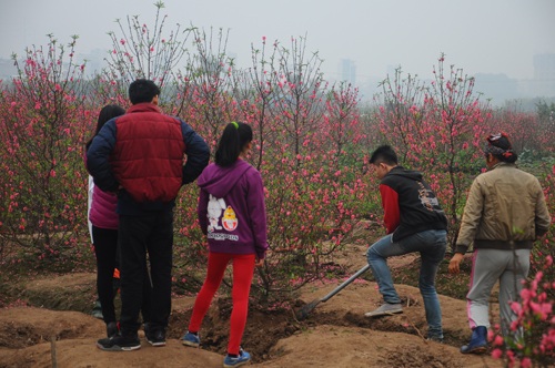 28 tết, nhiều người vào tận vườn đào ở đường Lê Văn Lương để được chọn đào dáng đẹp, giá thành rẻ