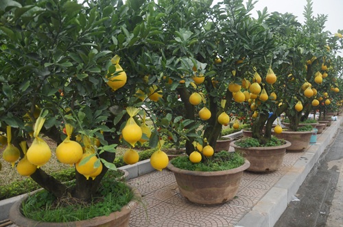 Bưởi chậu cảnh, quả trĩu cành giá chục triệu hút khách - 2 Bưởi chậu cảnh, quả trĩu cành giá chục triệu hút khách