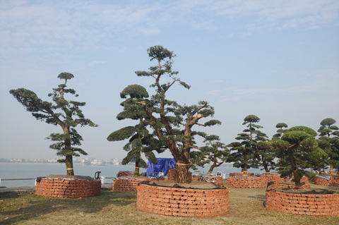 Chiêm ngưỡng vườn tùng tiền tỷ ở Hồ Tây - 2 Những cây tùng được rao bán đều có dáng cổ thụ với thân cây to và nhiều tán