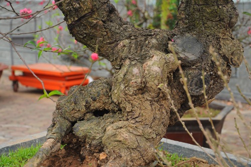 Đào cổ thụ "bonsai" giá chục triệu hút khách chơi Tết - 3 Năm nay, những dáng đào bonsai được nhiều chủ kinh doanh bung ra bán dịp tết