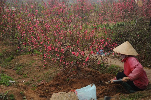 Một chủ vườn đánh gốc đào thế cho khách