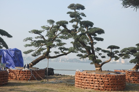 Chiêm ngưỡng vườn tùng tiền tỷ ở Hồ Tây - 3 Những cây tùng được rao bán đều có dáng cổ thụ với thân cây to và nhiều tán