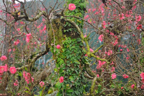 Đào cổ thụ "bonsai" giá chục triệu hút khách chơi Tết - 4 Đặc biệt là loại đào dáng bonsai được phủ vẩy ốc là những cây leo xanh mướt