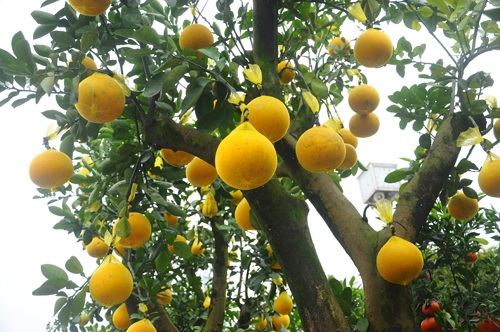 Bưởi chậu cảnh, quả trĩu cành giá chục triệu hút khách - 4 Một cây bưởi cảnh tài lộc có khoảng 40 quả trên cây