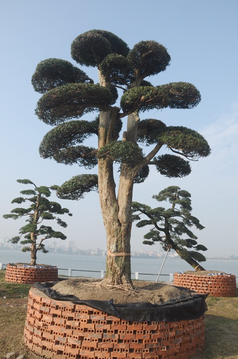 Chiêm ngưỡng vườn tùng tiền tỷ ở Hồ Tây - 4 Những cây tùng được rao bán đều có dáng cổ thụ với thân cây to và nhiều tán