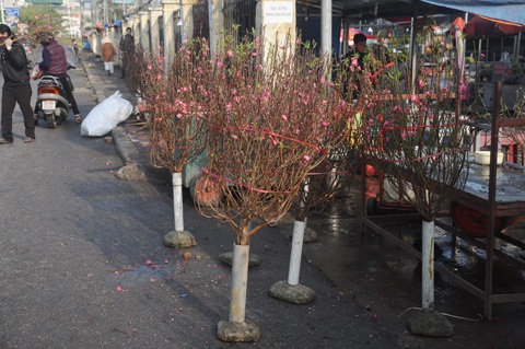 Người Hà Nội đi mua đào Nhật Tân chơi tết sớm - 4 Cành đào Nhật Tân bán sớm thường loại cầm vừa tay, giá dao động từ 300.000 đồng đến 500.000 đồng