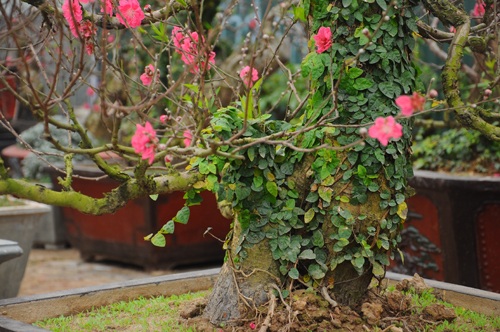 Đào cổ thụ "bonsai" giá chục triệu hút khách chơi Tết - 5 Đây là loại đào mới xuất hiện và thu hút khách trong đợt Tết Ất Mùi