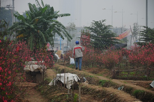 Trở về với cành đào tết trên tay