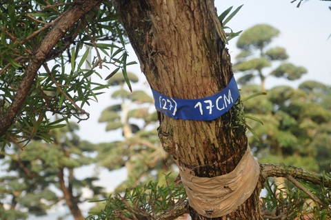 Chiêm ngưỡng vườn tùng tiền tỷ ở Hồ Tây - 5 Những cây tùng được rao bán đều có dáng cổ thụ với thân cây to và nhiều tán