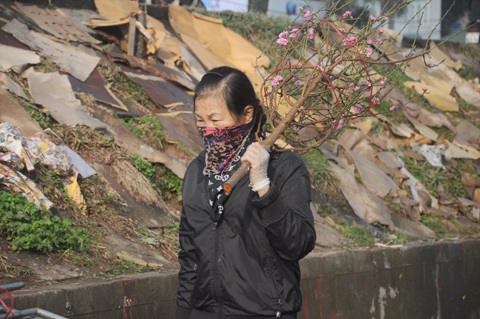 Người Hà Nội đi mua đào Nhật Tân chơi tết sớm - 5 Một người buôn đem cành đào ra chợ Quảng Bán bán cho khách