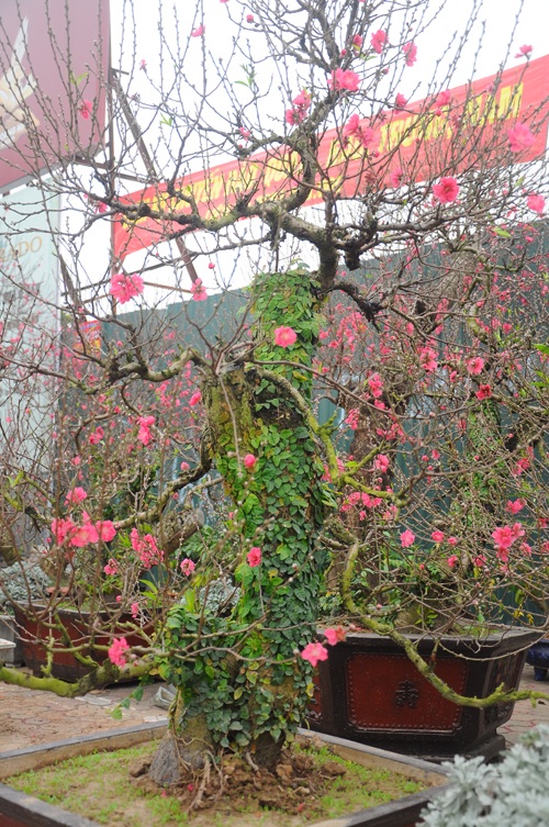 Đào cổ thụ "bonsai" giá chục triệu hút khách chơi Tết - 6 Giá để mua những cây đào bonsai phủ cây leo xanh này đắt hơn so với đào thế thông thường