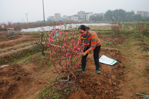 Một chủ vườn vui vẻ khi đánh cho khách những gốc đào cuối cùng trong vườn