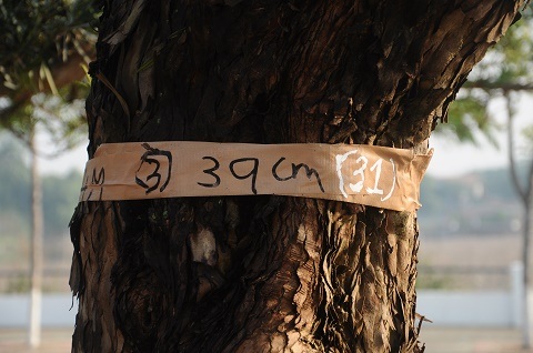 Chiêm ngưỡng vườn tùng tiền tỷ ở Hồ Tây - 6 Những cây tùng được rao bán đều có dáng cổ thụ với thân cây to và nhiều tán