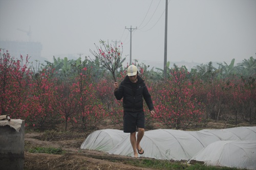 Khách hàng vào tận vườn tìm mua cành đào mi ni