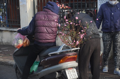 Người Hà Nội đi mua đào Nhật Tân chơi tết sớm - 6 Mang tết sớm về nhà