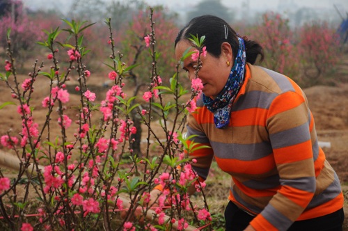 Một chủ vườn vui vẻ khi đánh cho khách những gốc đào cuối cùng trong vườn