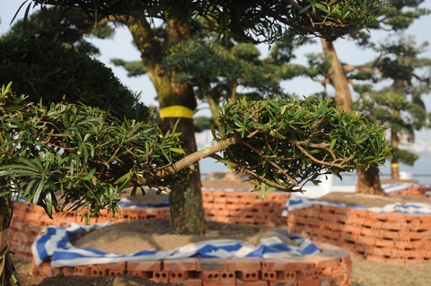 Chiêm ngưỡng vườn tùng tiền tỷ ở Hồ Tây - 8 Hầu hết các cây Tùng cảnh tiền tỷ đều được cắt tỉa lá thành các tán nhỏ