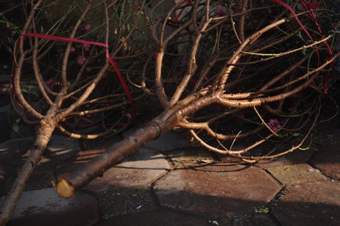 Người Hà Nội đi mua đào Nhật Tân chơi tết sớm - 7 Mang tết sớm về nhà