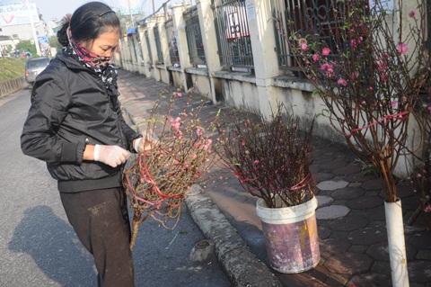 Người Hà Nội đi mua đào Nhật Tân chơi tết sớm - 8 Những cành đạo mi ni này có giá chỉ hơn 100.000 đồng