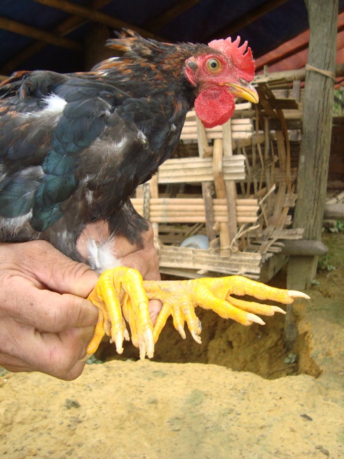 Gặp lão nông mở trang trại trên núi cao nuôi gà chín cựa - 1 Người dân ở xã Xuân Sơn vẫn nuôi giống gà chín cựa từng nhắc đến trong truyện cổ xưa