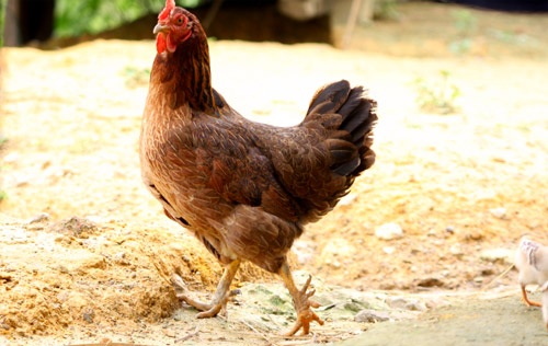 Gặp lão nông mở trang trại trên núi cao nuôi gà chín cựa - 3 Gà chín cựa đang trở thành đặc sản mà nhiều nhà hàng tìm mua về để bán cho khách