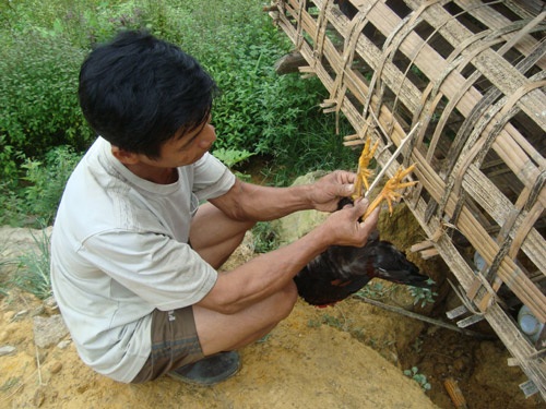 Gặp lão nông mở trang trại trên núi cao nuôi gà chín cựa - 2 Lão nông Nguyễn Văn Gương bên chuồng nhốt gà chín cựa của mình