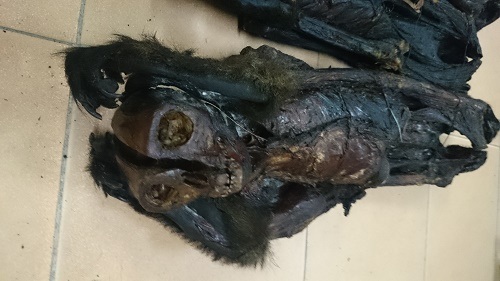 Linh trưởng bị sấy khô cháy đen