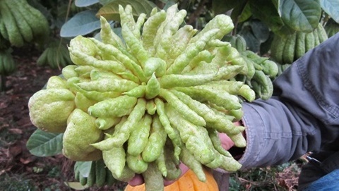 “Sốt” bưởi phật, đào tiên, dưa hấu thỏi vàng chơi tết Ất Mùi