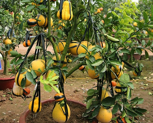 Chuyện về lão nông “phù phép” ra cây ngũ quả ở Hà Nội - 3 Trước thềm tết Ất Mùi cây cảnh của ông Giáp đều đã có người đặt mua hết