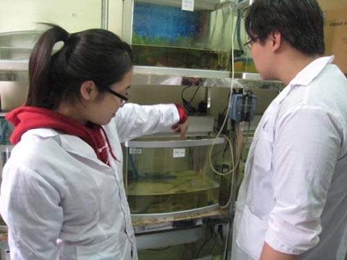 Nghiên cứu khoa học của nữ sinh Hà Nội sẽ tới Mỹ thi đấu - 1 Nữ sinh Hà Nội nghiên cứu khoa học giúp người miền Tây nuôi tôm khỏe