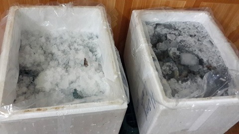 Lật tẩy công nghệ bơm bột, tạp chất vào tôm đông lạnh - 2 Tôm đông lạnh sau đó được chuyển đi tiêu thụ ở các nhà hàng lớn