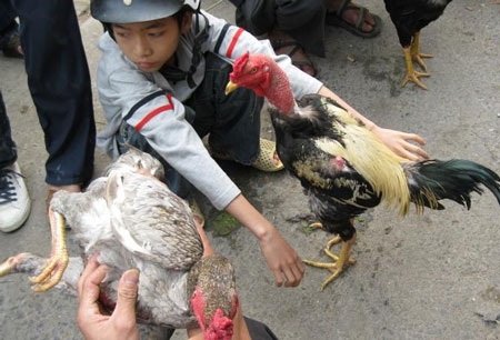 Teen “quý tộc” và thú mê... bạc gà - 1 Teen “quý tộc” và thú mê... bạc gà - 1