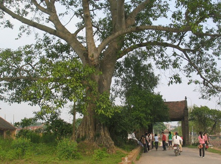 Đường bóng cây nơi chốn yên bình - 1 Đường bóng cây nơi chốn yên bình - 1