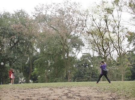 Giới trẻ Hà Thành tạo dáng cùng hoa sưa