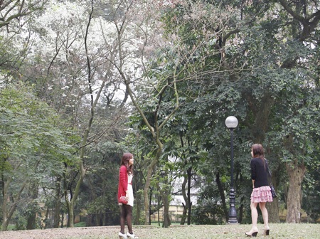 Giới trẻ Hà Thành tạo dáng cùng hoa sưa