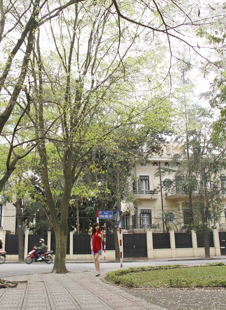 Giới trẻ Hà Thành tạo dáng cùng hoa sưa