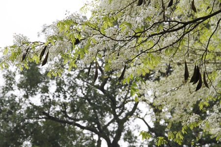 Giới trẻ Hà Thành tạo dáng cùng hoa sưa