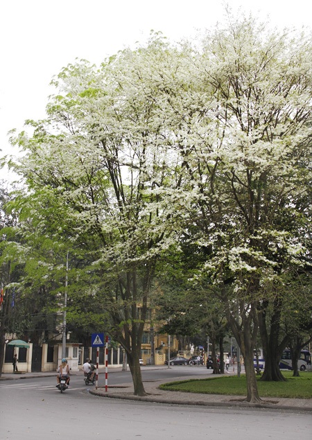 Giới trẻ Hà Thành tạo dáng cùng hoa sưa