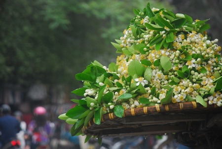 Hà Nội thanh khiết hương bưởi tháng Ba