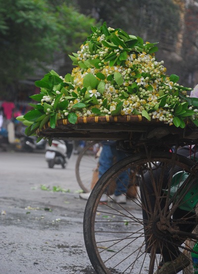 Hà Nội thanh khiết hương bưởi tháng Ba