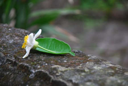 Hà Nội thanh khiết hương bưởi tháng Ba