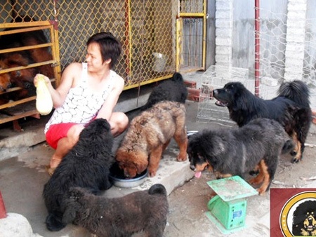Thạc sỹ 8X đất Mỏ và trại chó Ngao Tạng bạc tỷ - 3 Hoàng đang chăm sóc đàn chó Ngao con tại trại của mình