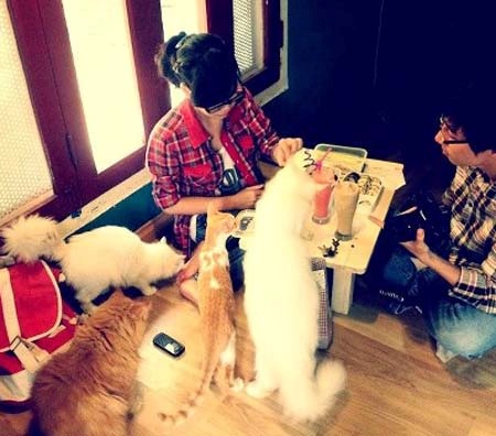 Cô gái 9X làm giàu từ quán “cà phê Mèo” - 1 Các bạn trẻ thích ngồi chơi với mèo trong quán cà phê Neko