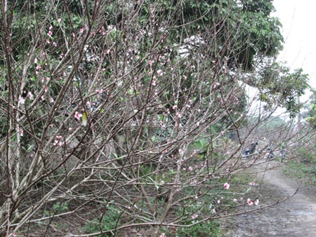 Ngỡ ngàng sức sống ở trại phong Ba Sao - 1 Ngỡ ngàng sức sống ở trại phong Ba Sao