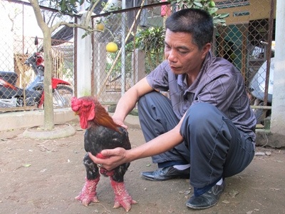 Gà biếu tiền triệu “cháy hàng” - 2 Ông Nguyễn Trọng Tích bên con gà trống Đông Tảo thuần chủng từng có khách trả 23 triệu đồng.