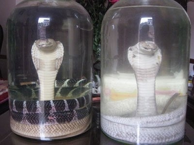 Những bình rượu rắn quý được ông Triết ngâm để trong nhà.