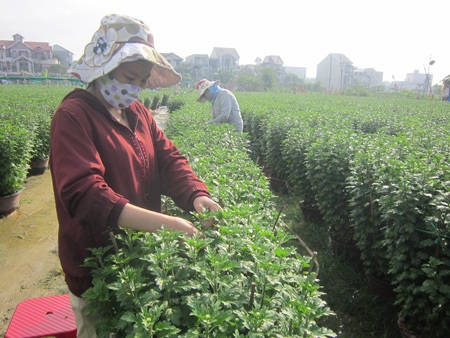Sinh viên cặm cụi làm thêm kiếm tiền trả nợ trước Tết - 2 Công việc ngắt chồi tuy nhẹ nhưng phải đứng nắng suốt cả ngày.