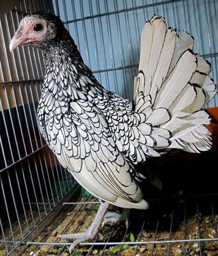 Gà trưởng thành