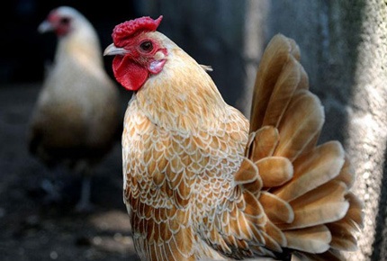 Gà trưởng thành