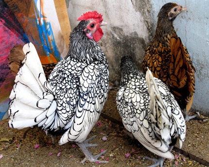 Gà trưởng thành